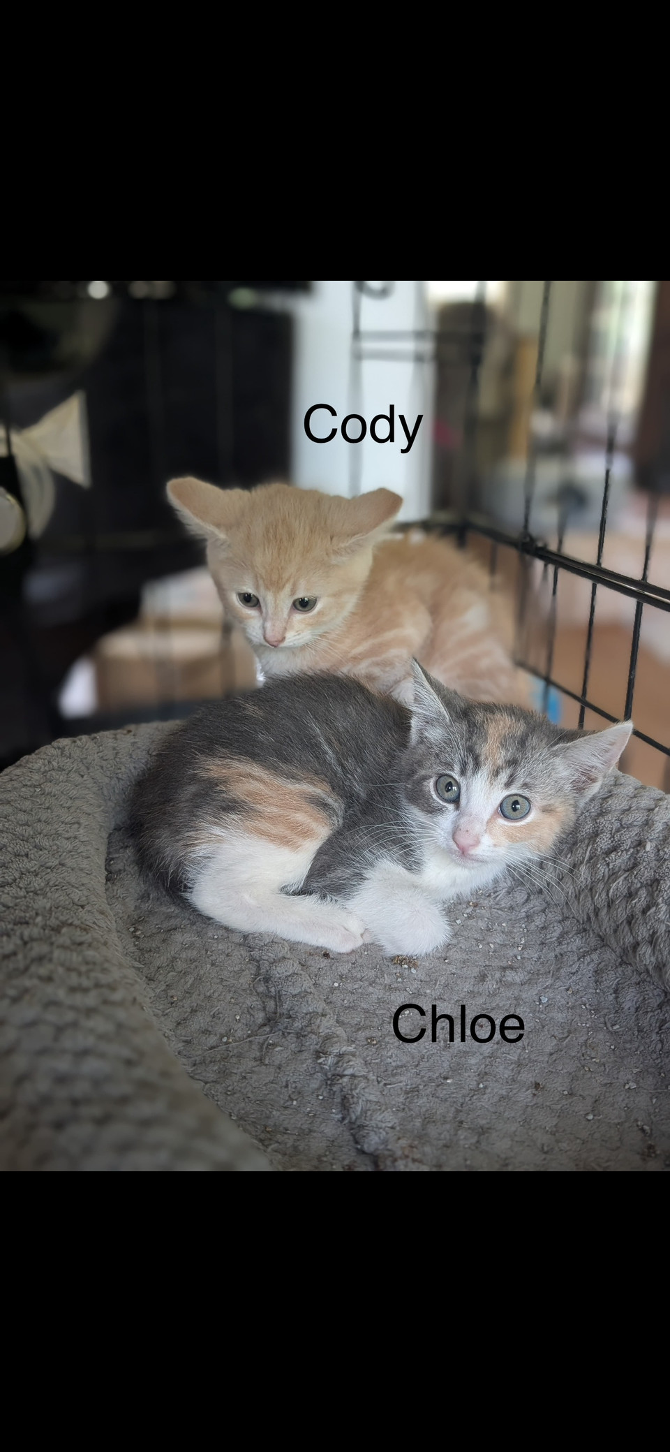 Chloe (th)