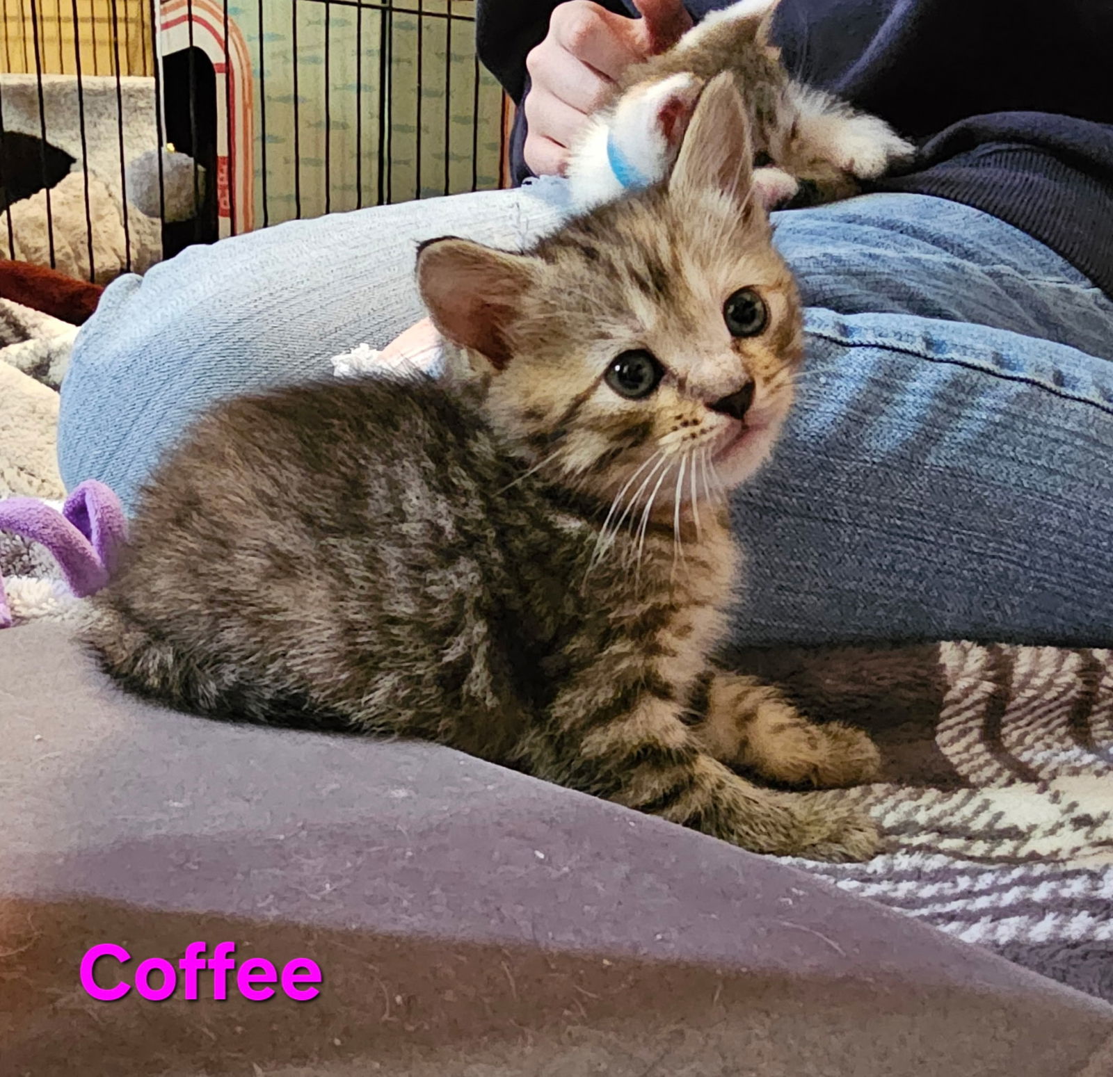 Coffee (bb)