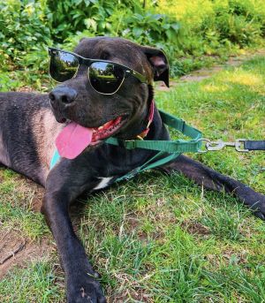 Astro, Adult Male Labrador Retriever