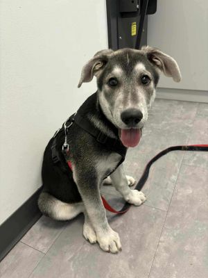 Tyler, Baby Male Siberian Husky