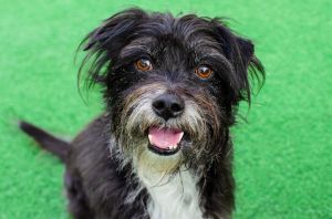 Howdy Im Harley and Im a neutered 7-year-old terrier mix that currently weighs about 19lbs Don