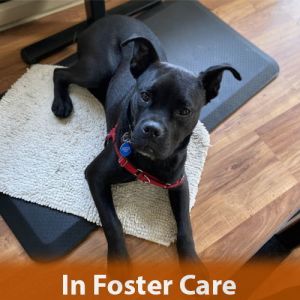 FOSTER CARE Hi there My name is Peter and Im a 10-month old pit bull mix that currently weighs a