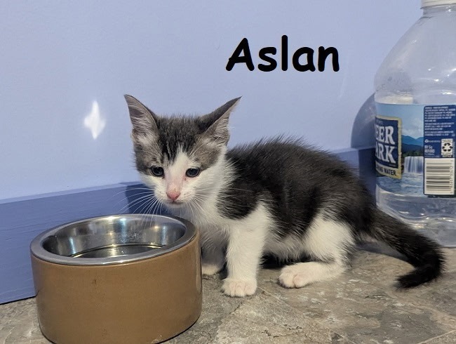 ASLAN Kitten