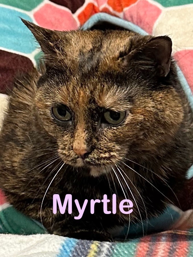 MYRTLE Cat
