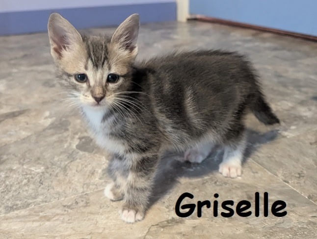 GRISELLE Kitten