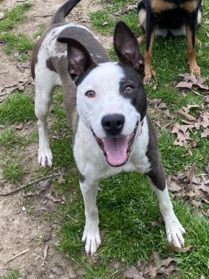 Hartley, Young Female Pit Bull Terrier