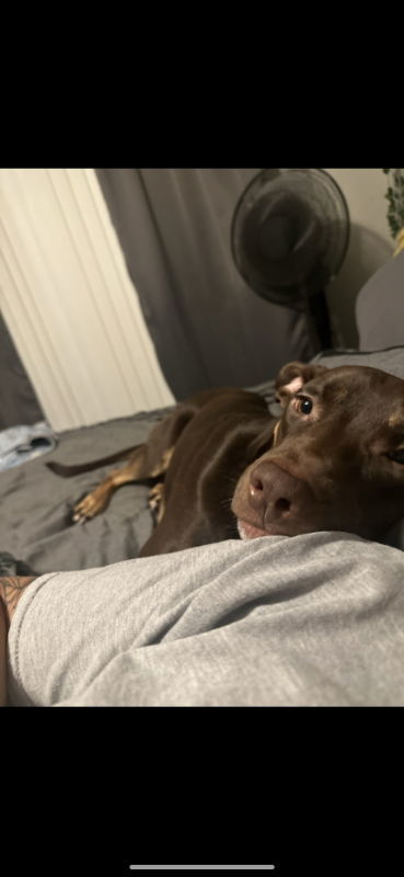 Bear