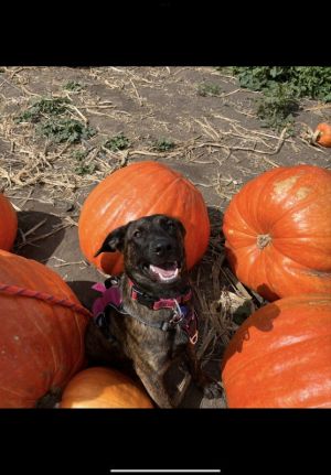 Xena, Young Female Belgian Shepherd / Malinois