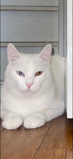 Whitey, Young Male Domestic Short Hair