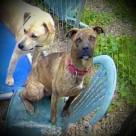 Brenda Lee, an adoptable Feist in Piedmont, MO, 63957 | Photo Image 1