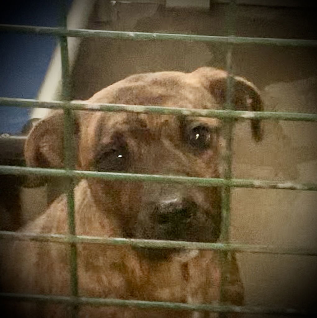 Brenda Lee, an adoptable Feist in Piedmont, MO, 63957 | Photo Image 2