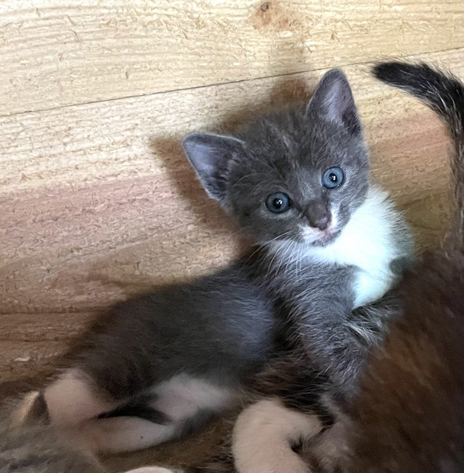 Chloe