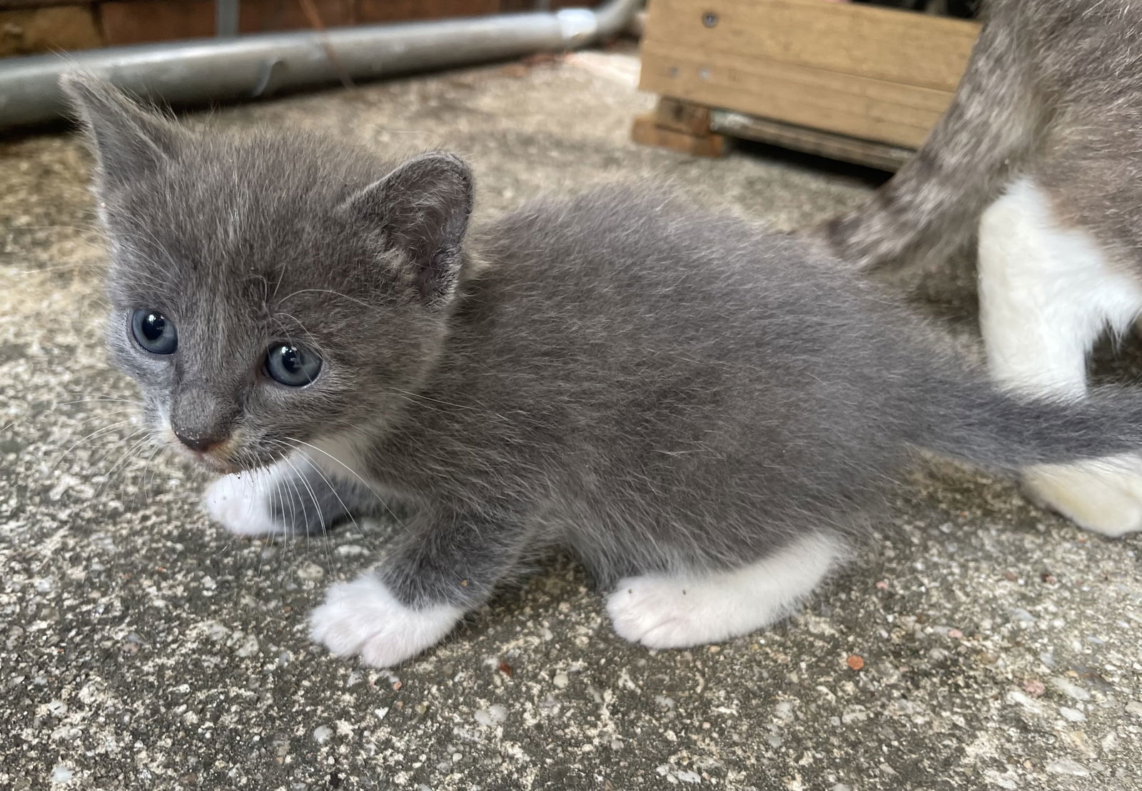 Chloe