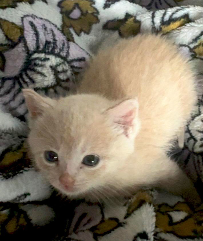 Clementine