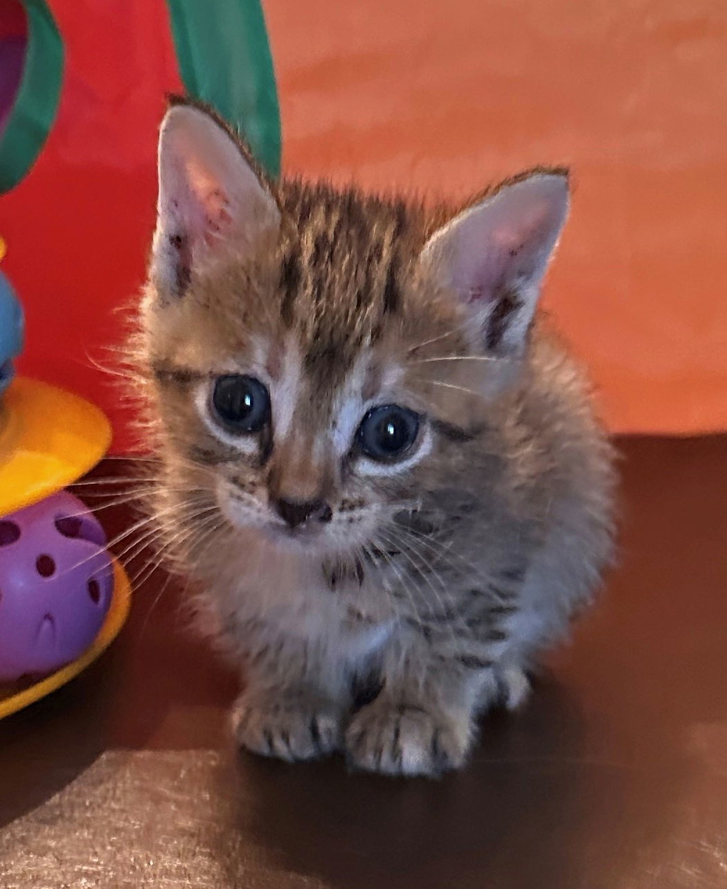 Frankie