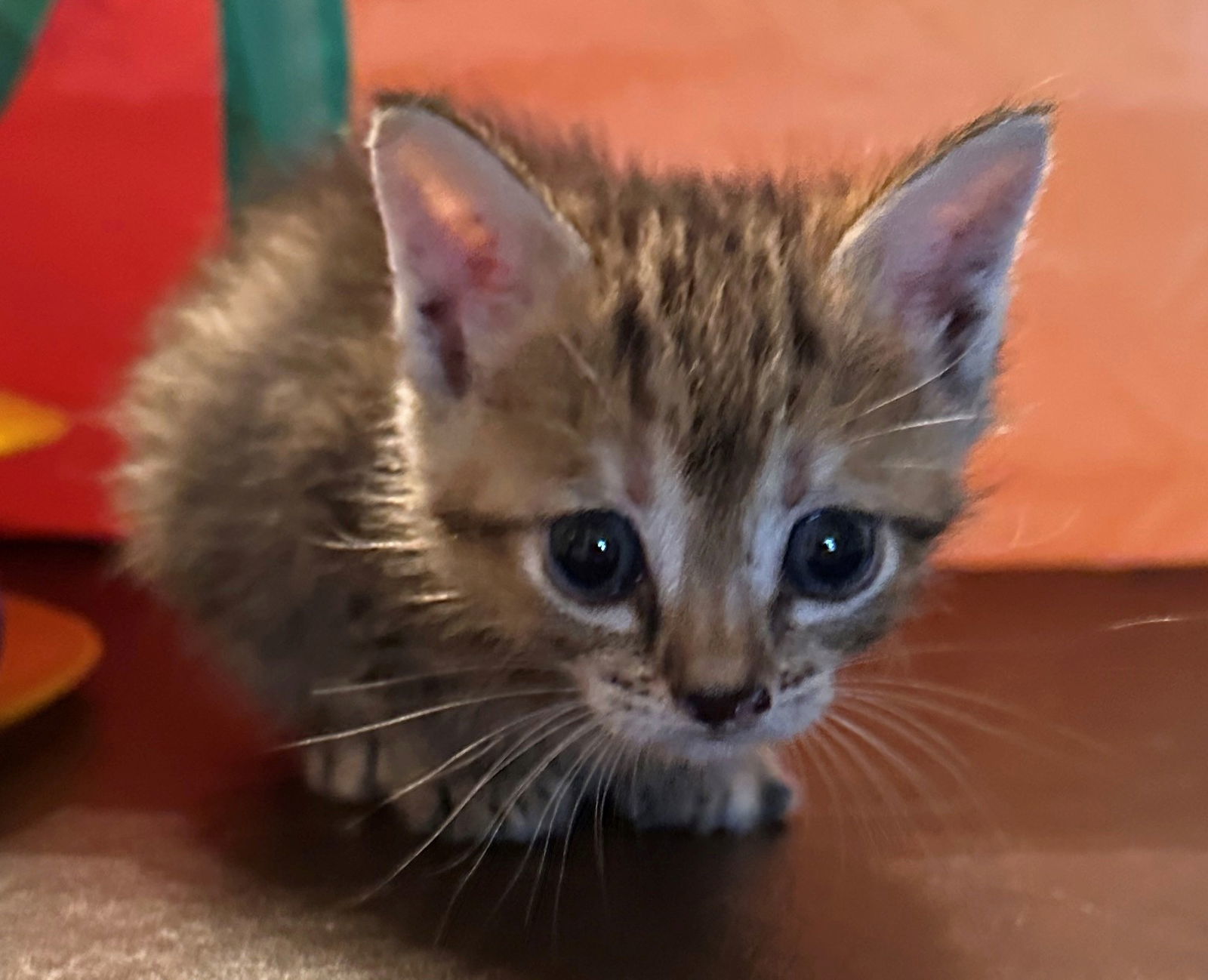 Frankie