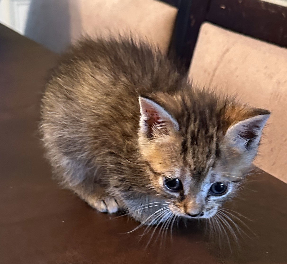 Frankie