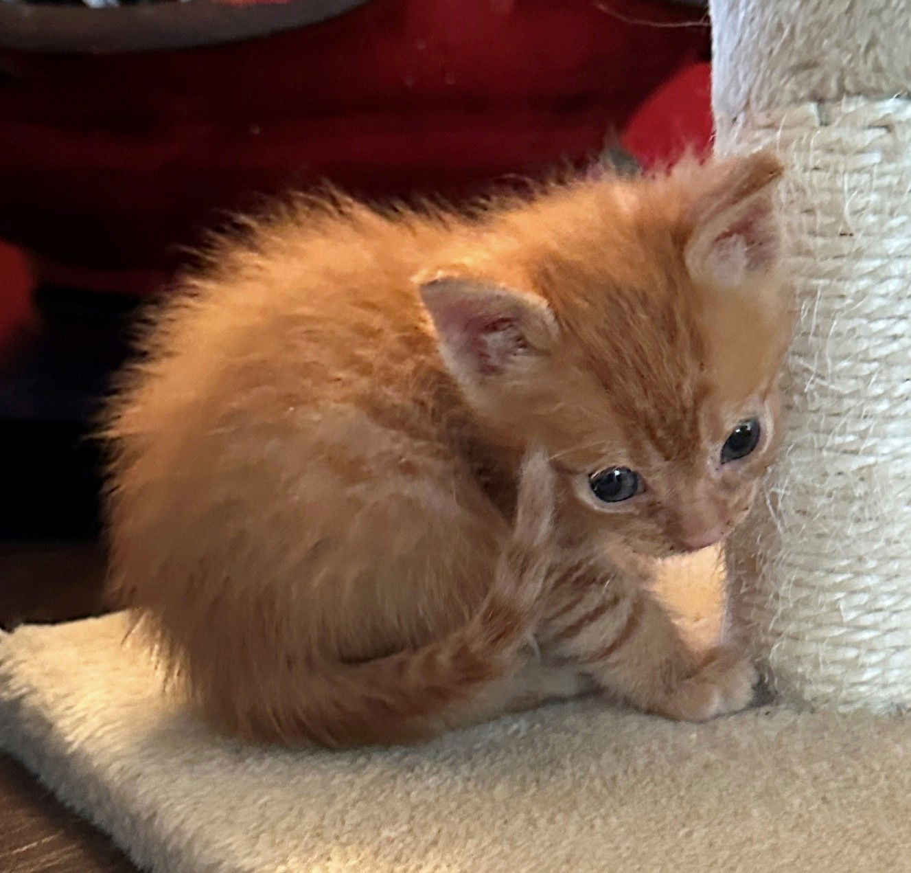 Felix