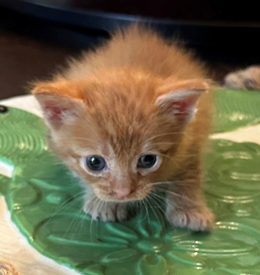 Felix