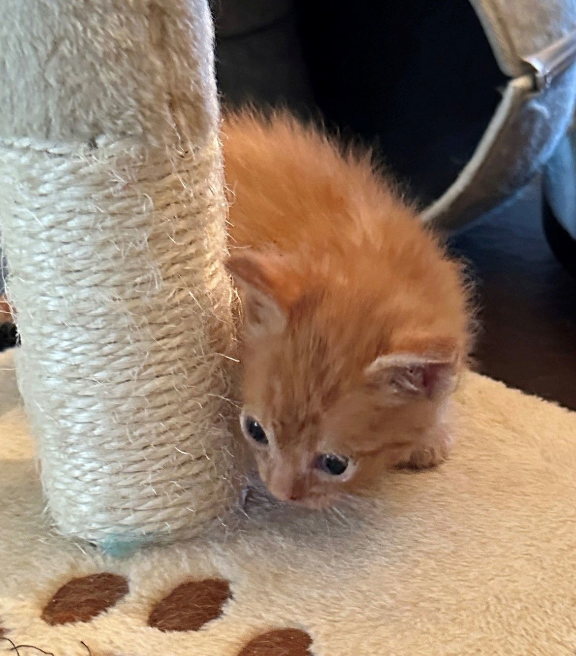 Felix