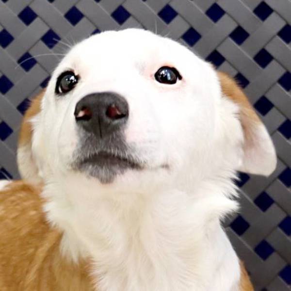 Fritz