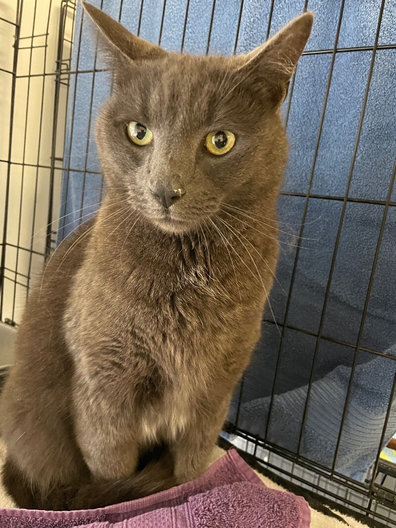 Loki