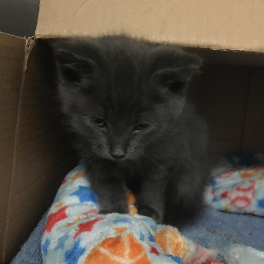 Loki