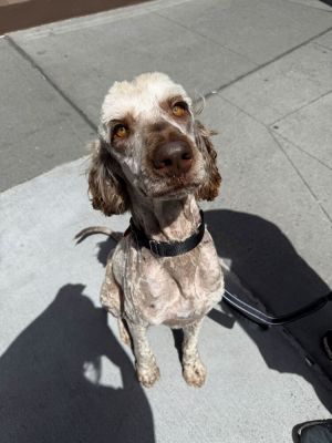 Falcon - 3 years 57lbs Doodle Neutered Want to adopt Submit an adoption application at socialtee