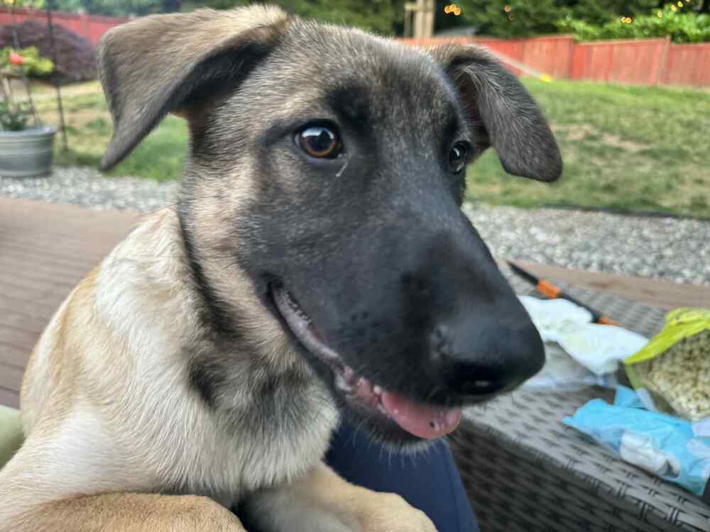 Emma Coronel (Merced Mal Mob Litter) - Located in WA