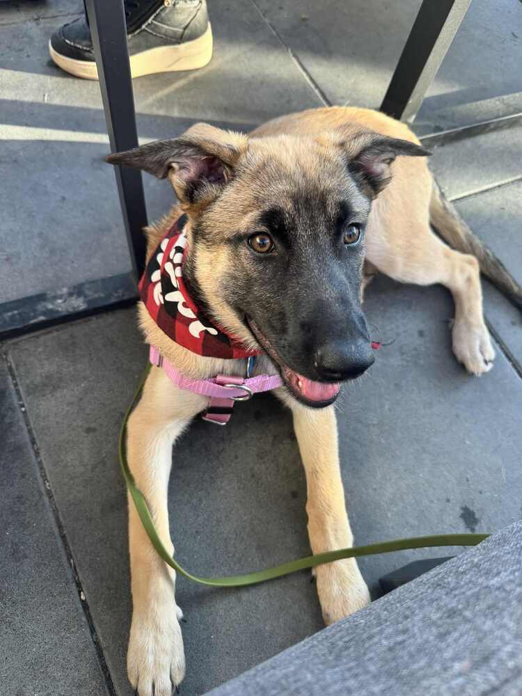 Emma Coronel (Merced Mal Mob Litter) - Located in WA