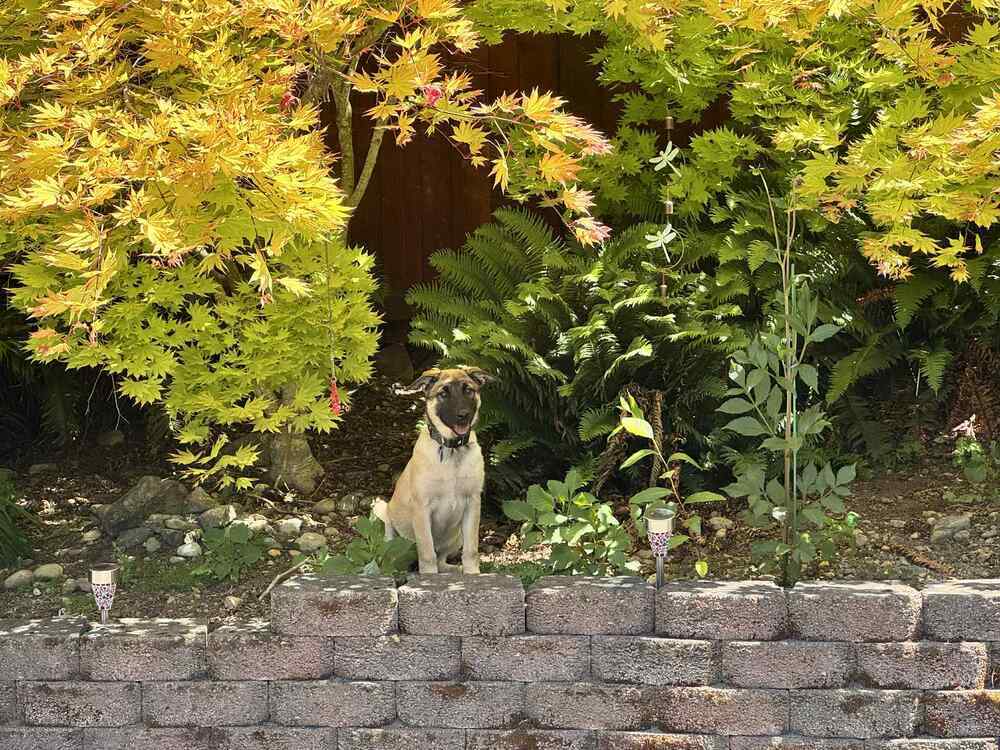 Emma Coronel (Merced Mal Mob Litter) - Located in WA