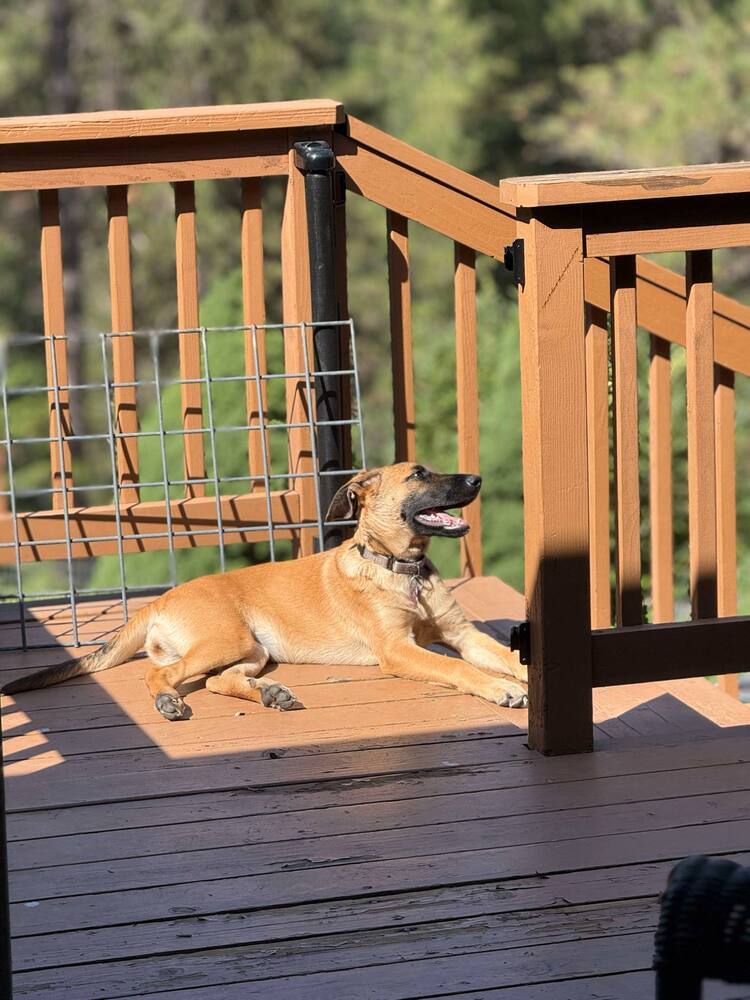 Virginia Hill (Merced Mal Mob Litter) - Located in WA