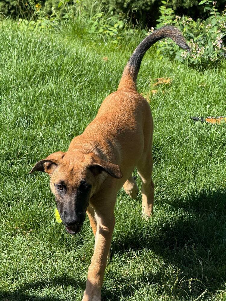 Virginia Hill (Merced Mal Mob Litter) - Located in WA
