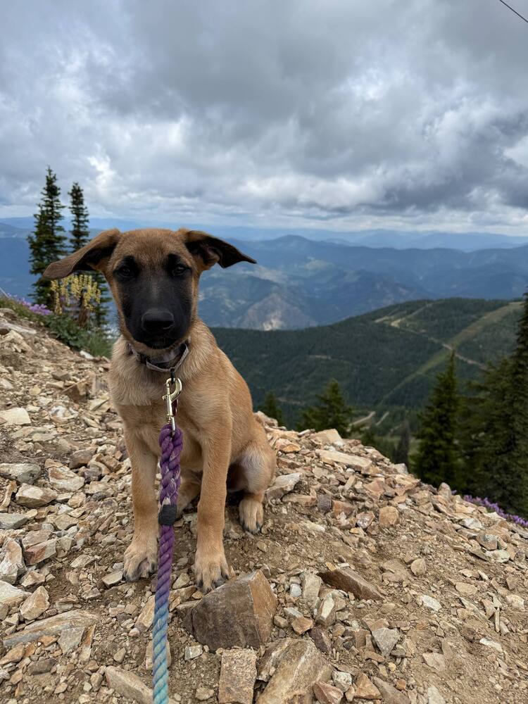 Virginia Hill (Merced Mal Mob Litter) - Located in WA