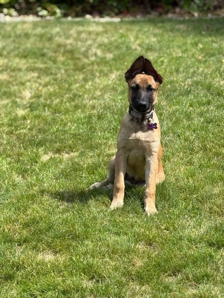 Virginia Hill (Merced Mal Mob Litter) - Located in WA
