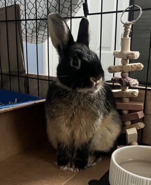 Earl Grey, Young Male Netherland Dwarf