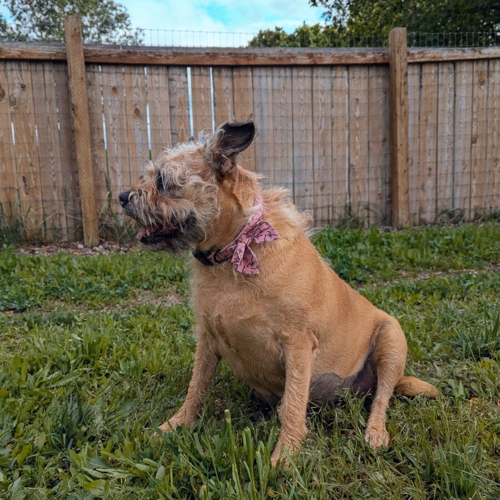 Gracie