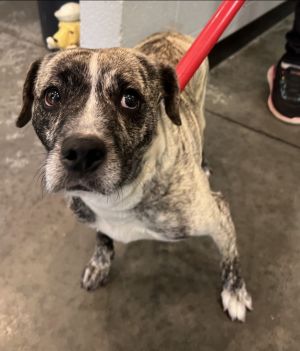 GG, Young Female Mixed Breed