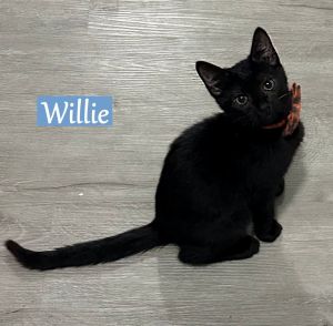 Willie, Baby Male Domestic Short Hair