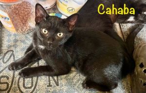 Cahaba, Baby Male Domestic Short Hair