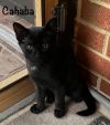 Cahaba photo 4