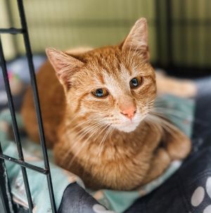 Enchiladas, Adult Female Domestic Short Hair