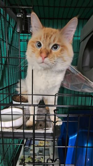 All catskittens will be spayedneutered unless spayneuter contract is signed with additional depos
