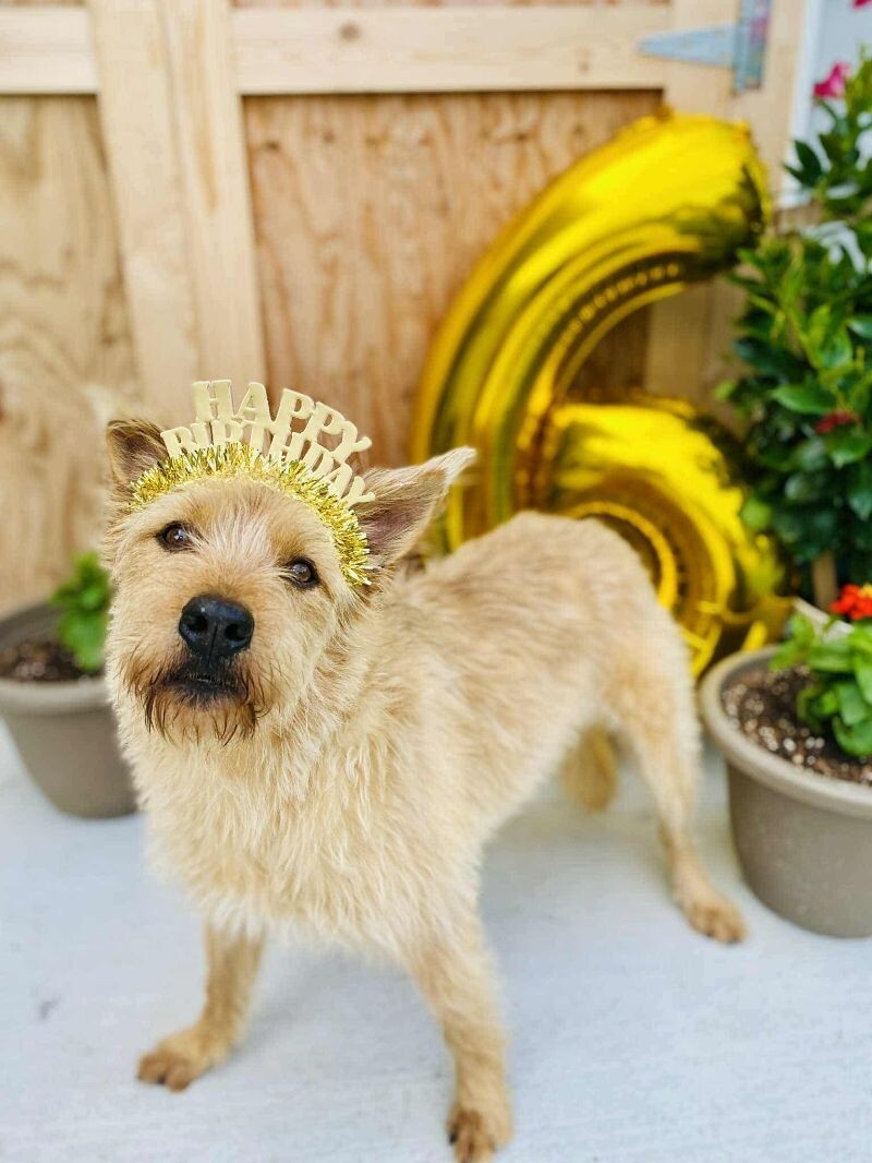 Nala, an adoptable Wirehaired Terrier, Mixed Breed in Alma, WI, 54610 | Photo Image 2