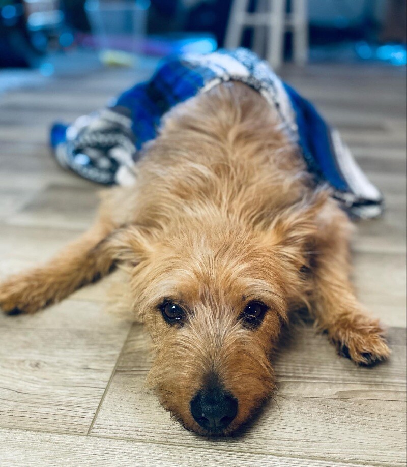 Nala, an adoptable Wirehaired Terrier, Mixed Breed in Alma, WI, 54610 | Photo Image 3