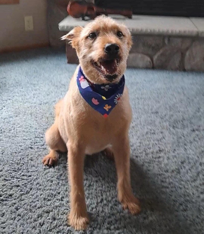 Nala, an adoptable Wirehaired Terrier, Mixed Breed in Alma, WI, 54610 | Photo Image 4