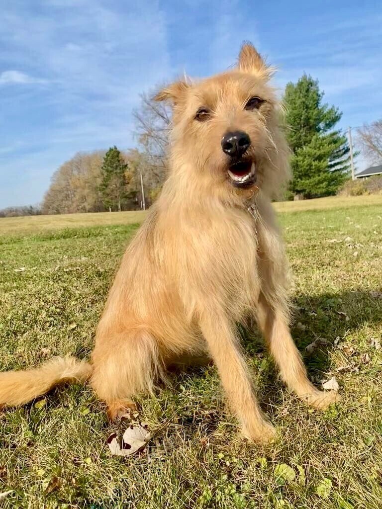 Nala, an adoptable Wirehaired Terrier, Mixed Breed in Alma, WI, 54610 | Photo Image 5