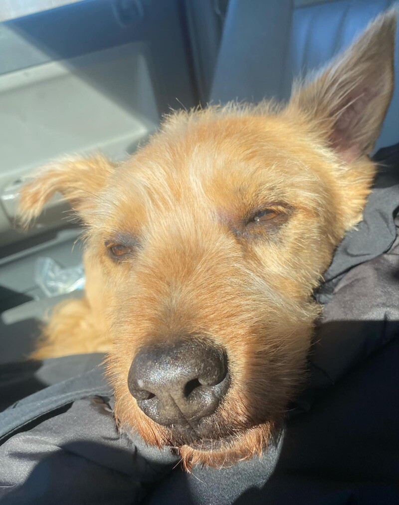 Nala, an adoptable Wirehaired Terrier, Mixed Breed in Alma, WI, 54610 | Photo Image 6