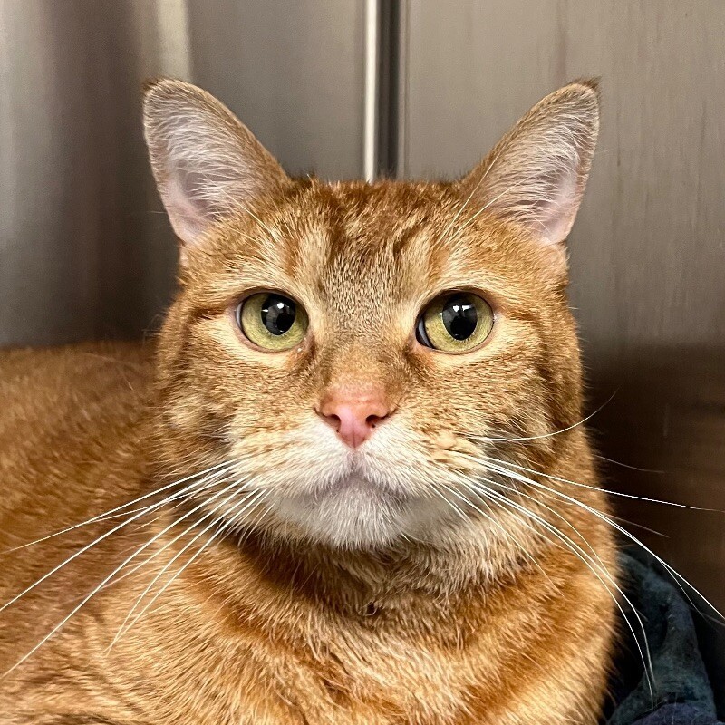 Reno, an adoptable Domestic Short Hair in Yankton, SD, 57078 | Photo Image 1