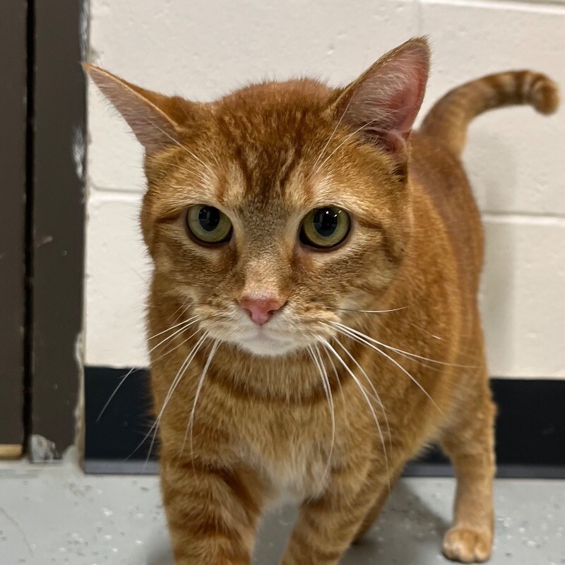 Reno, an adoptable Domestic Short Hair in Yankton, SD, 57078 | Photo Image 2